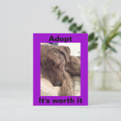 Plott Hound Briefkaart (Staand voorkant)