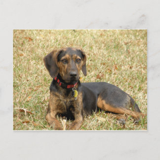 Plott Hound Briefkaart