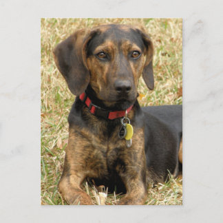 Plott Hound Briefkaart