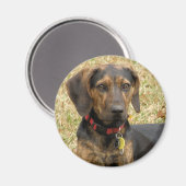 Plott Hound Magneet (Voorkant / Achterkant)