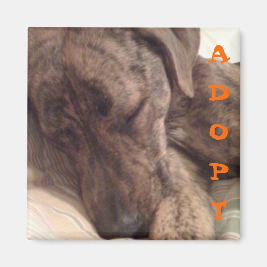 Plott Hound Magnet Magneet (Voorkant)