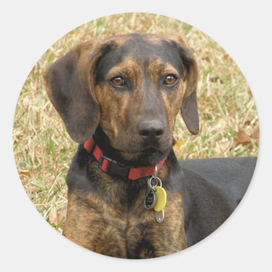 Plott Hound Ronde Sticker (Voorkant)