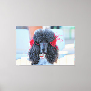 Plough Day 2016 - Phoebe - Standard Poodle Canvas Afdruk