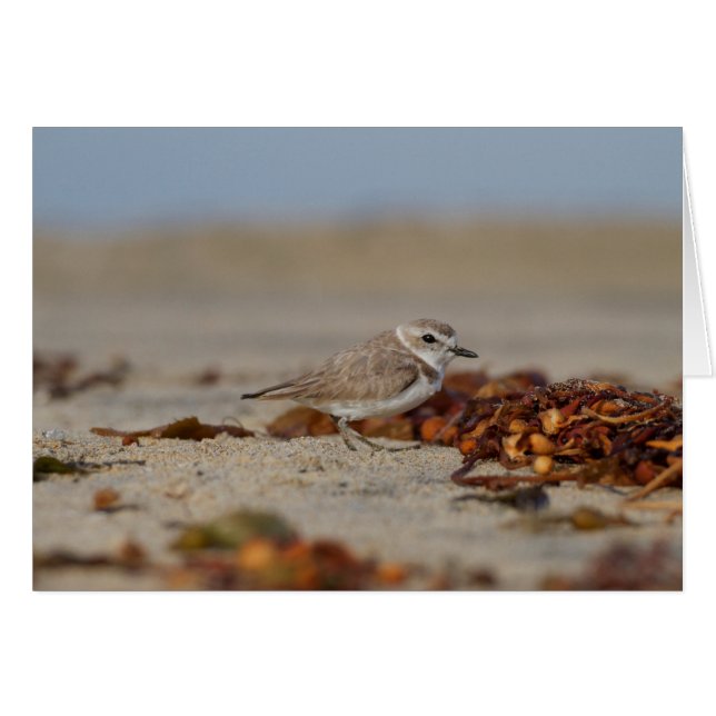 Plover en Seaweed (Voorkant Horizontaal)