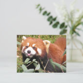 Plucky Red Panda eet Bamboo, maakt Funny Face Briefkaart (Staand voorkant)