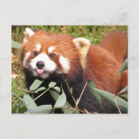 Plucky Red Panda eet Bamboo, maakt Funny Face
