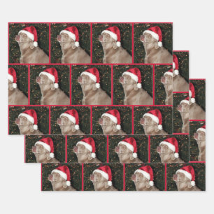 Pluie du Weimaraner - Papier d'enveloppement de No