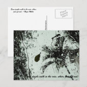 Pluie en Floride Carte postale (Devant / Derrière)