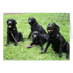 Pluie et ses chiots patriotiques