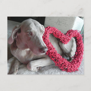 Pluie la Weimaraner's I Heart You Carte postale