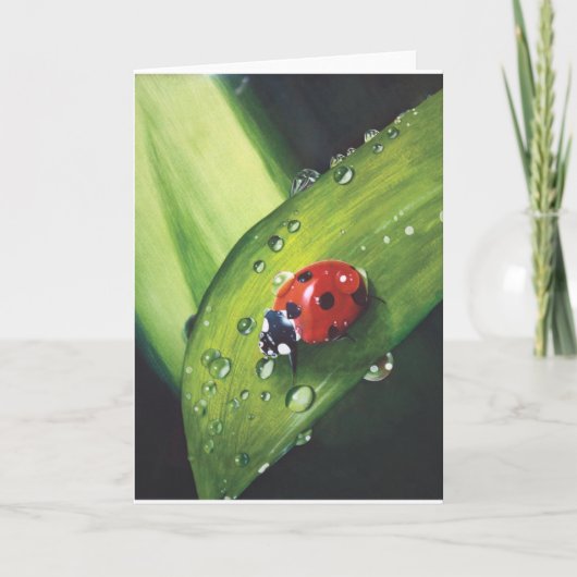 Pluie sur la carte fauchée d'herbe (Devant)