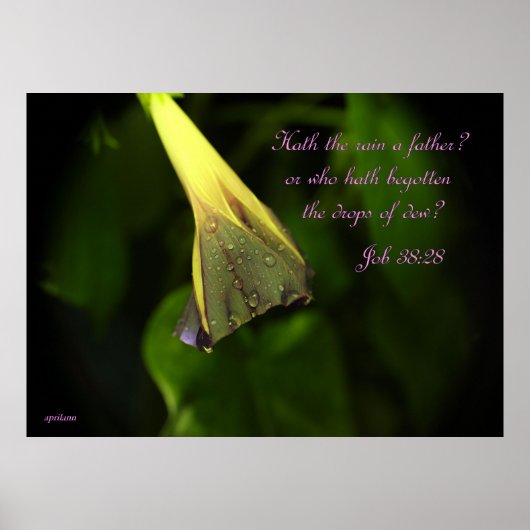 Pluie sur la gloire du matin - affiche (Devant)