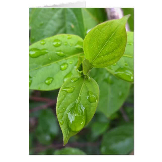 Pluie sur les feuilles (Devant)