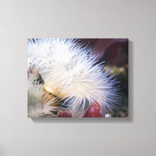 Pluimvormige Anemoon - Ingepakt Canvas Afdruk