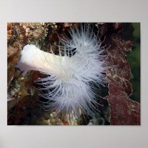Pluimvormige Anemoon (Metridium farcimen) - Fine A Poster