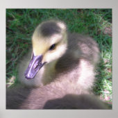 Pluis en Spul Poster (Voorkant)