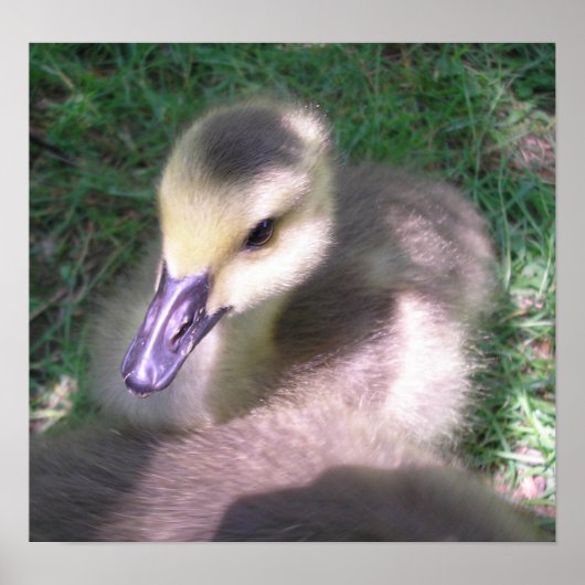 Pluis en Spul Poster (Voorkant)