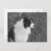 pluizig zwart wit collie hond briefkaart (Voorkant / Achterkant)