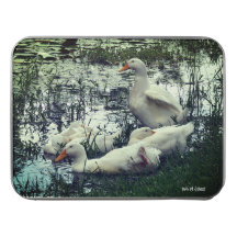 pluizige eenden vijver dieren