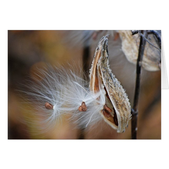 pluizige kweekzaad (Voorkant Horizontaal)