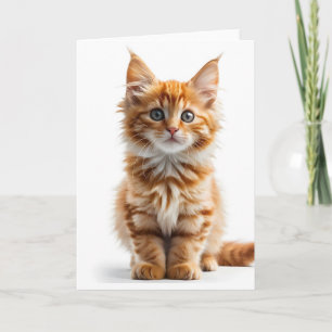Pluizige Langharige Oranje Tabby Kat Witte Kaart
