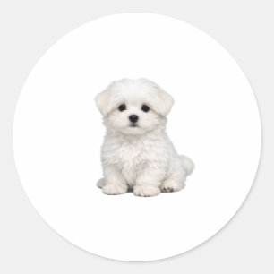 Pluizige Witte Maltezer Puppy Portret Schattige Ho Ronde Sticker