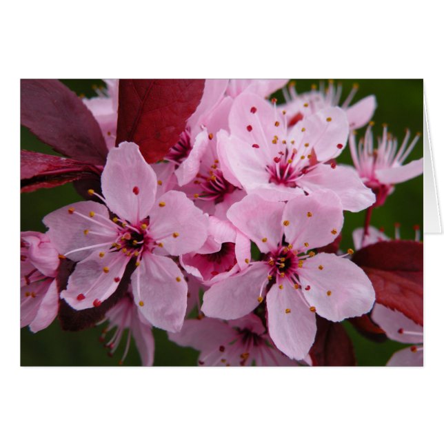 Plum à fleurs - Carte blanche (Devant horizontal)