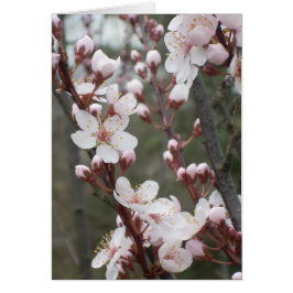 Plum Blossom