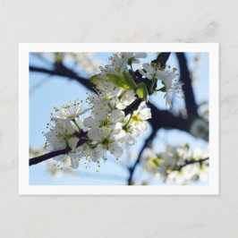 Plum Blossom Briefkaart