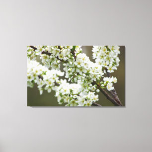 Plum Blossom Canvas Afdruk