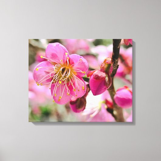 Plum Blossom Close-Up Canvas Afdruk (Voorkant)