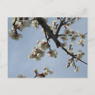 Plum Blossom: Japan Briefkaart