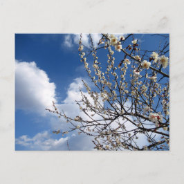 Plum Blossom: Japan Briefkaart