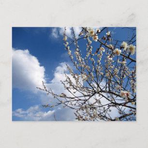 Plum Blossom: Japan Briefkaart