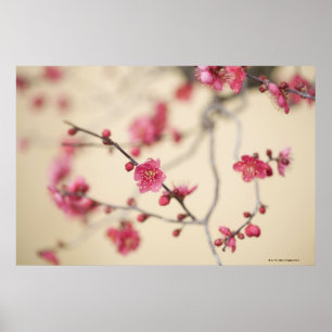 Plum Blossom Poster