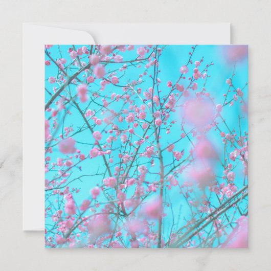 Plum Blossom (Suzhou, China) (Voorkant)