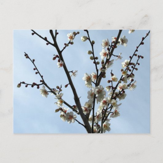 Plum Blossom: Tokio Briefkaart (Voorkant)