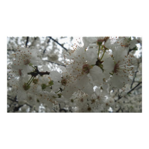 Plum Flower Kodak professioneel fotopapier Foto Afdruk