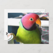 Plum Headed Parakeet Briefkaart (Voorkant / Achterkant)