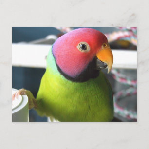 Plum Headed Parakeet Briefkaart