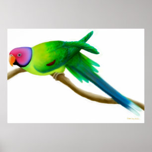 Plum Headed Paraket Parrot Print
