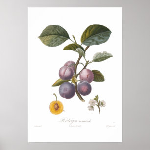 Plum, Perdrigon normand Poster
