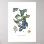 Plum,Petit Damas noir Poster (Voorkant)