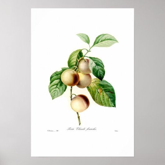 Plum Poster (Voorkant)