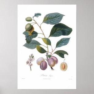 Plum,Prune bifera Poster