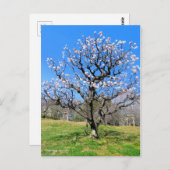 Plum Tree [Briefkaart] Briefkaart (Voorkant / Achterkant)