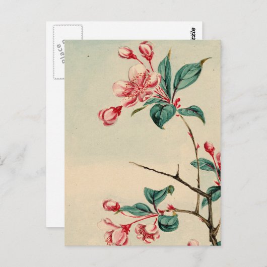 Plum tree fleurs Carte postale (Devant / Derrière)