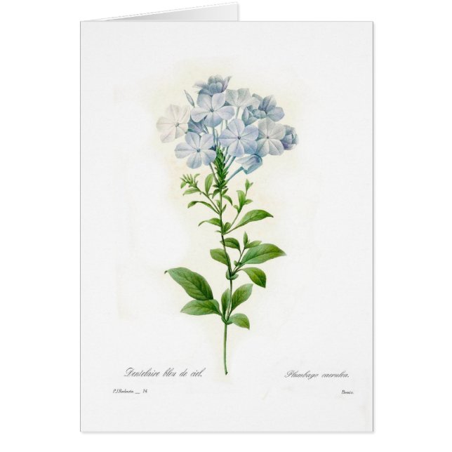 Plumbago (Devant)