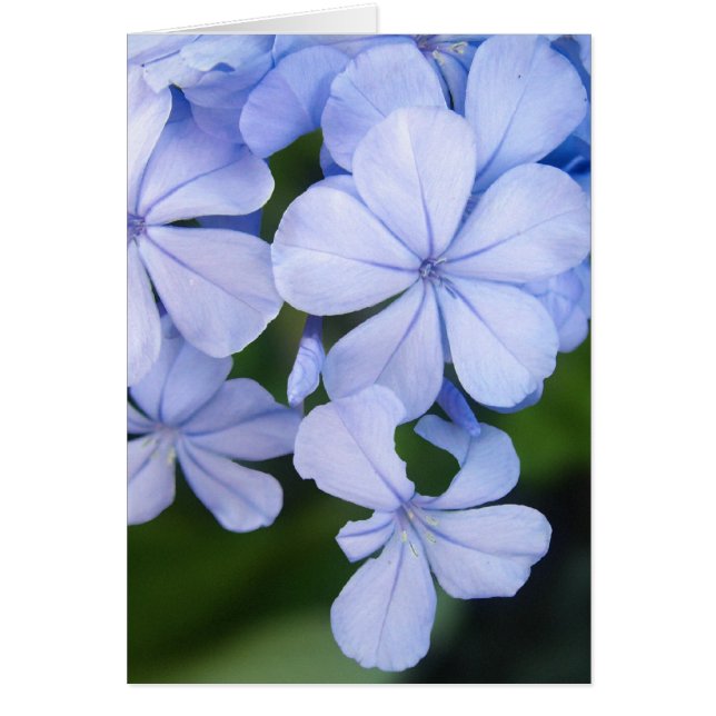Plumbago (Devant)
