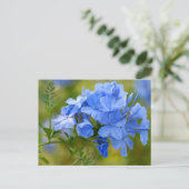 Plumbago - Blue Summer Flowers Afbeelding Briefkaart (Staand voorkant)